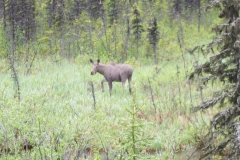 Friendly moose